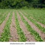 全面解析球天下体育app下载的功能与使用体验 p42tl