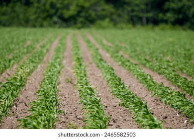 全面解析球天下体育app下载的功能与使用体验