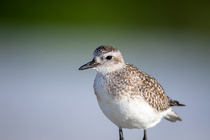 亚新体育网站的优势:为何成为体育爱好者的首选平台