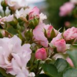 063期开奖结果正式公布,幸运号码震撼揭晓 90lbot5gx