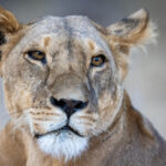 097期历史开奖号码全记录与详细数据分析 z8hwm82rd